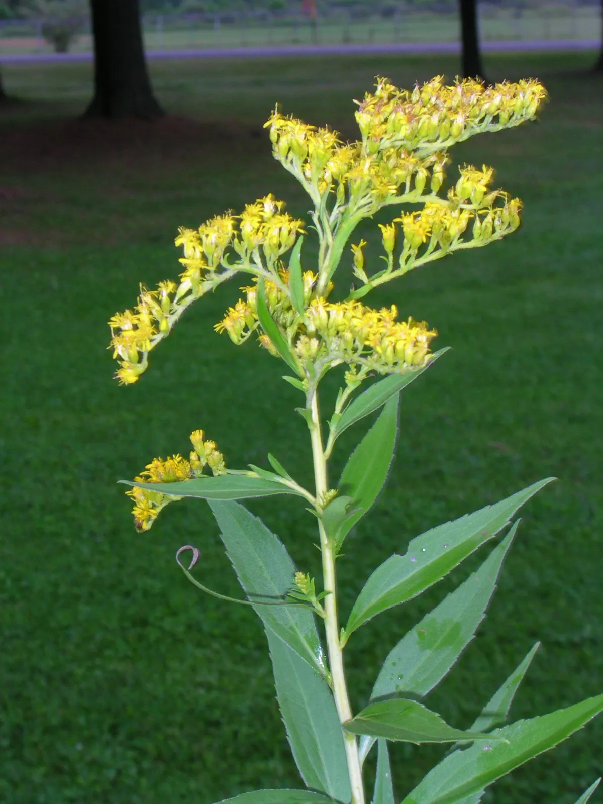 Canadian Goldenrod (Solidago Altissima) — <br><br>The Canadian Goldenrod is low maintenance, drought-tolerant, and thrives in full sun to partial, image 65