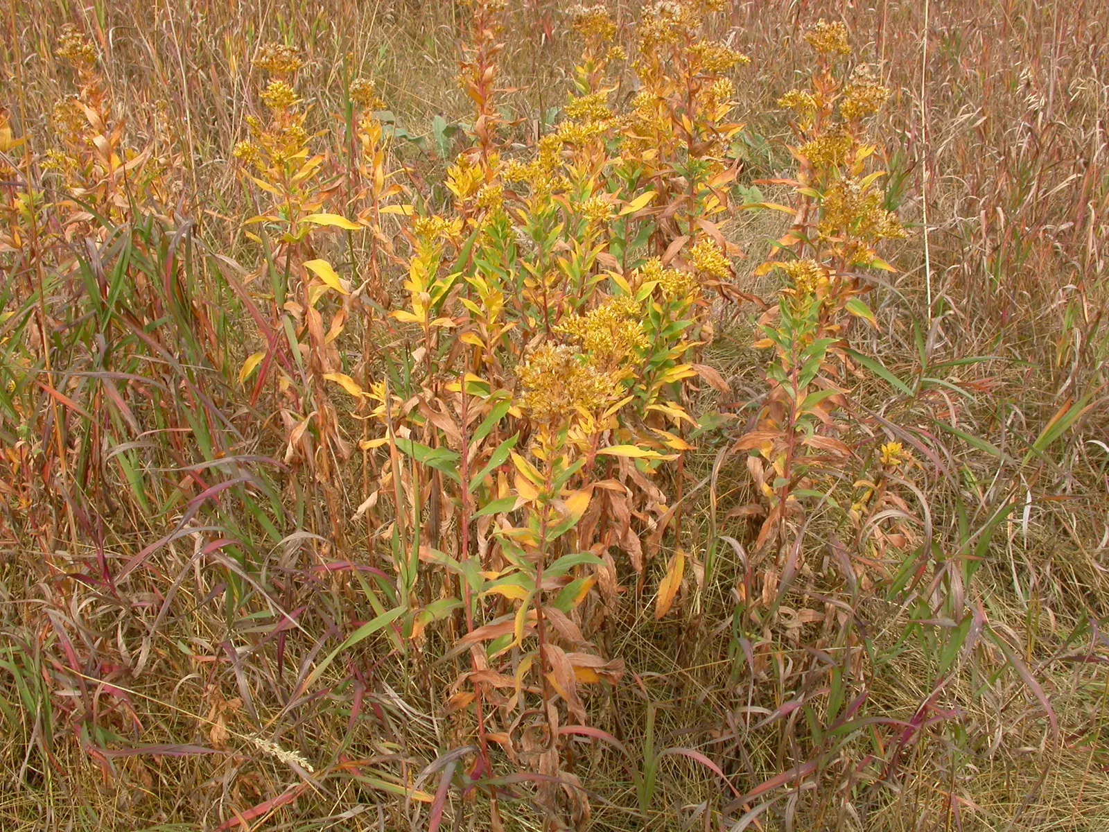 Canadian Goldenrod (Solidago Altissima) — with a typical height ranging from 2 to 6 feet and a spread of 2 to 4 feet; perfect for wildflower meadows