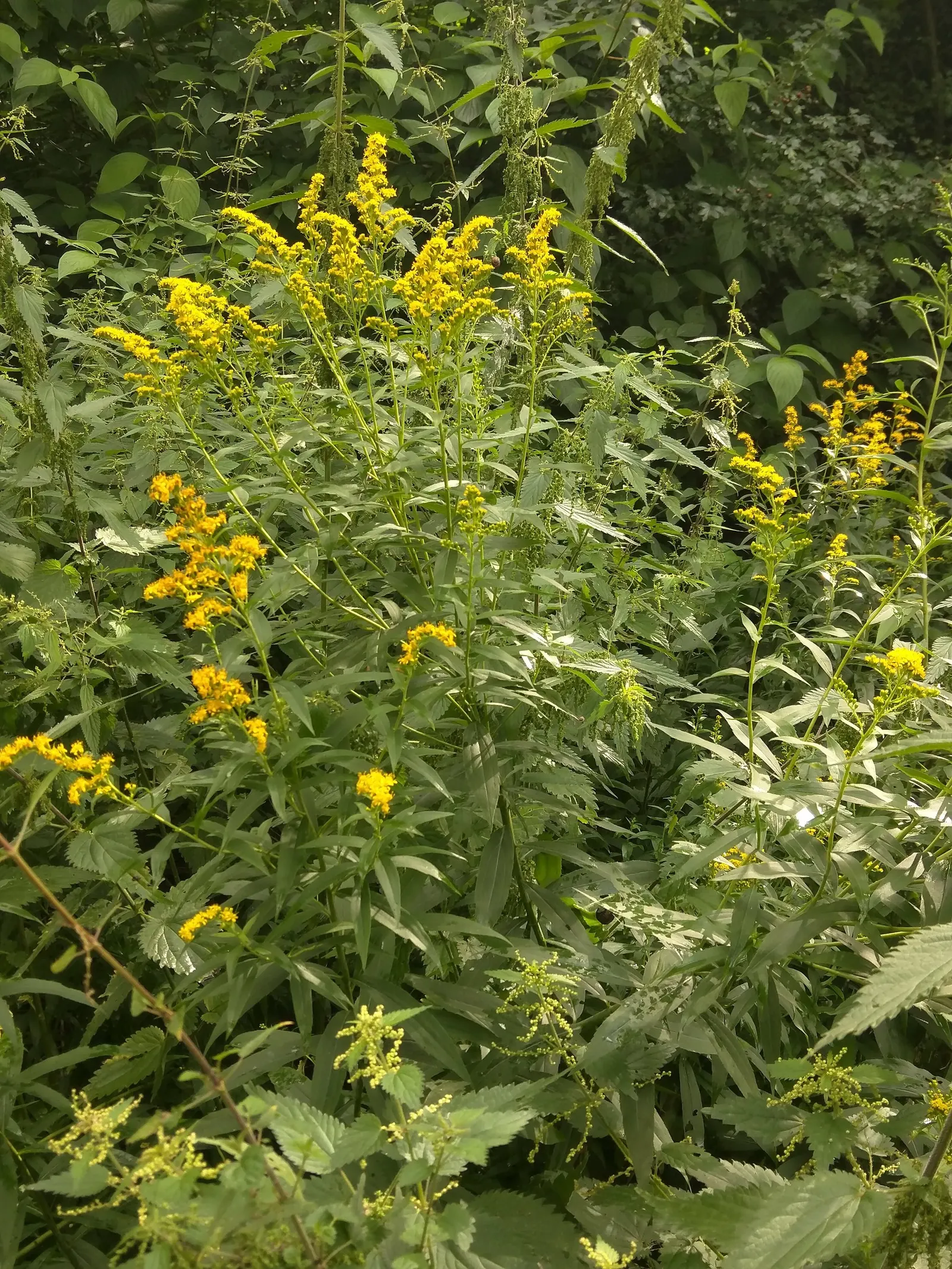 Canadian Goldenrod (Solidago Altissima) — despite common misconceptions; <br><br>The Canadian Goldenrod is low maintenance, drought-tolerant, and thrives in