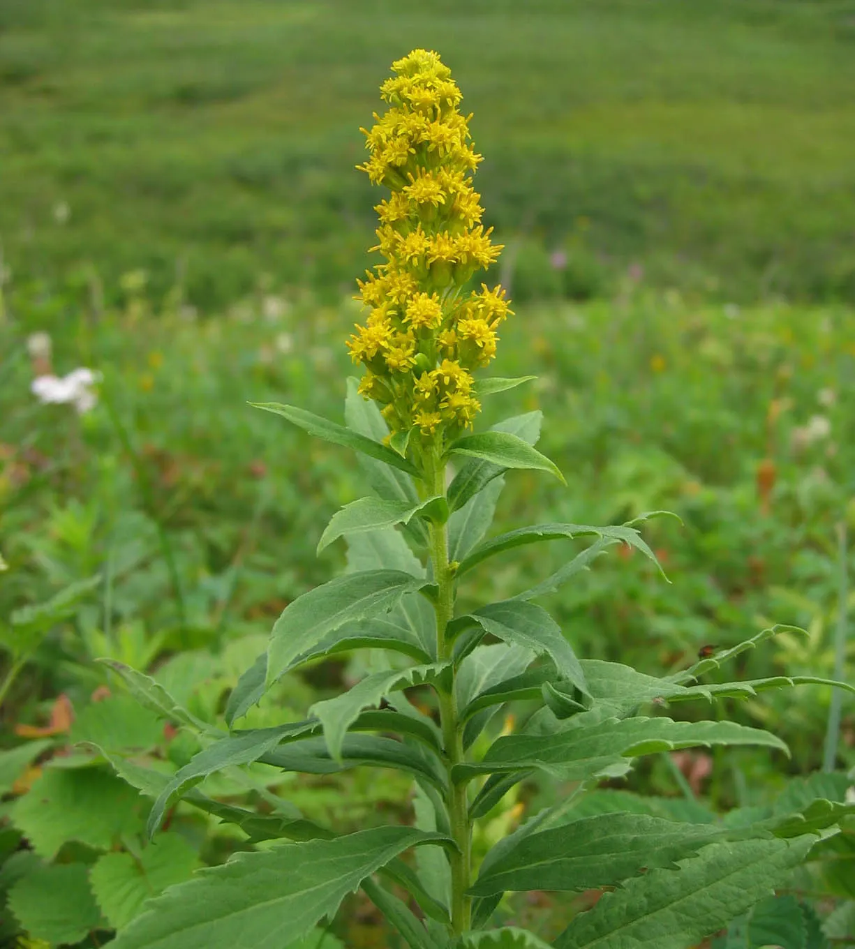 Canadian Goldenrod (Solidago Altissima) — plume-like flower clusters; canadian Goldenrod (Solidago altissima) is a hardy, image 52