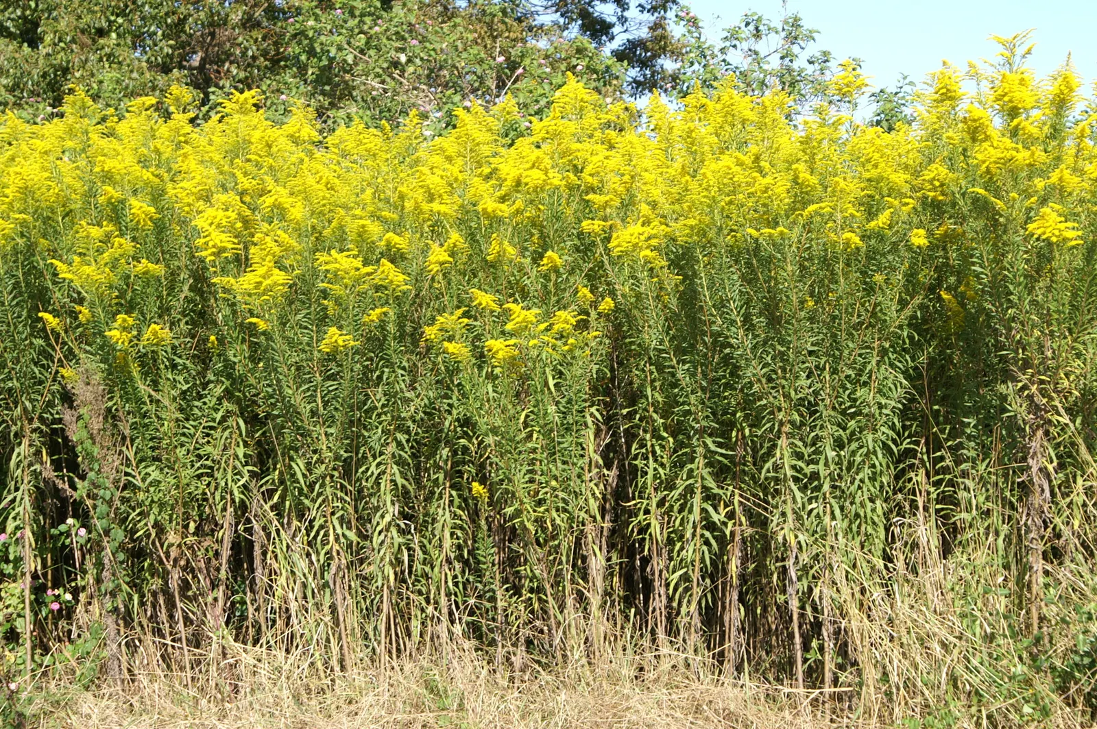 Canadian Goldenrod (Solidago Altissima) — with a typical height ranging from 2 to 6 feet and a spread of 2 to 4 feet; perfect for wildflower meadows, image 129