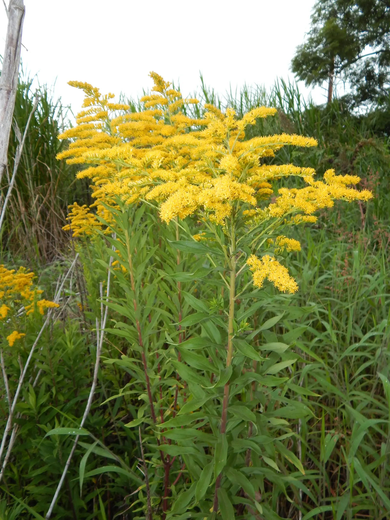 Canadian Goldenrod (Solidago Altissima) — offering a burst of color and vertical interest to any landscape design; gold and yellow flowers in the, image 79