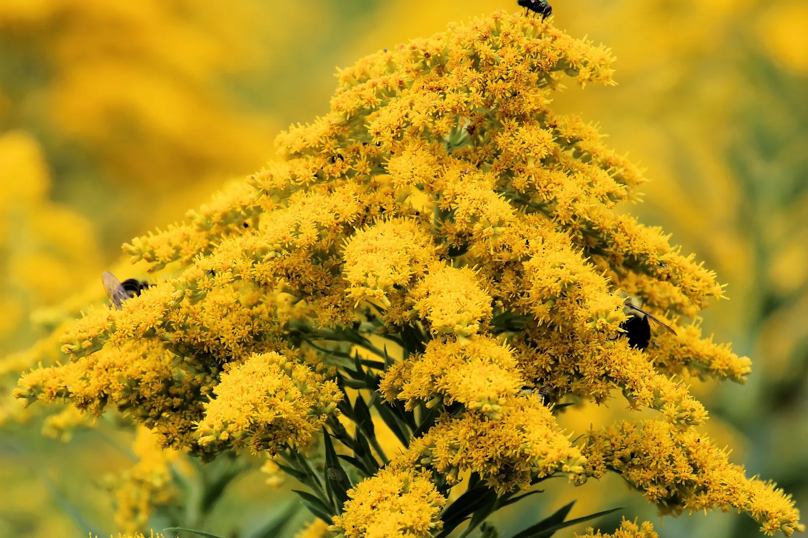 Canadian Goldenrod (Solidago Altissima) — It prefers well-drained soils but is adaptable to a range of soil types; with heights up to 7 feet, image 114
