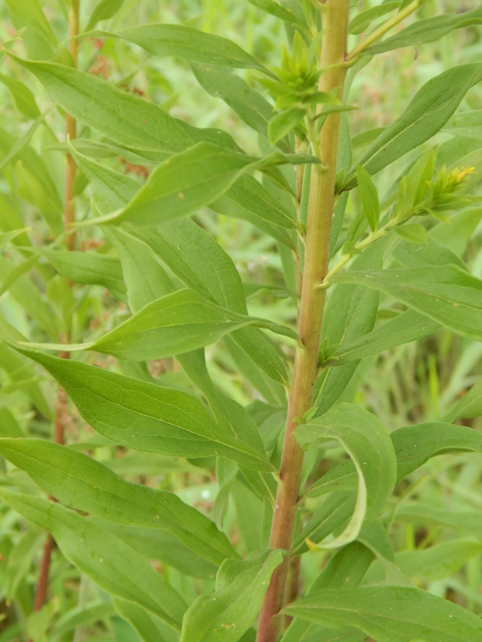 Canadian Goldenrod (Solidago Altissima) — despite common misconceptions; <br><br>The Canadian Goldenrod is low maintenance, drought-tolerant, and, image 92