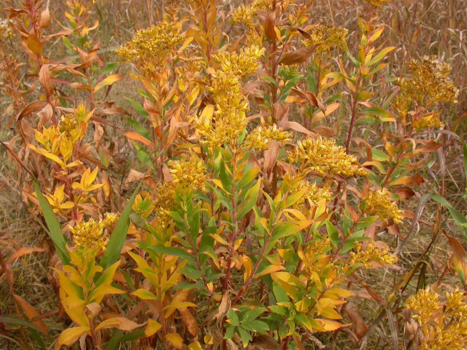Canadian Goldenrod (Solidago Altissima) — This North American native stands tall and erect; thriving in USDA Zones 3-9, it requires full sun to, image 128