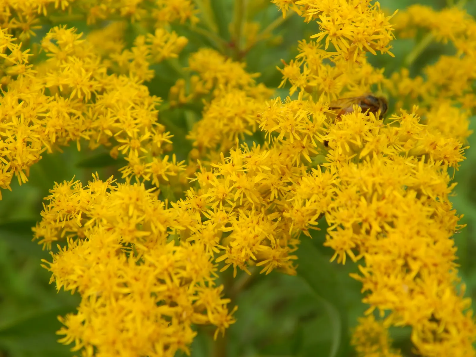 Canadian Goldenrod (Solidago Altissima) — Goldenrods are not a significant allergen; their pollen is too heavy and sticky to be carried far by the, image 45