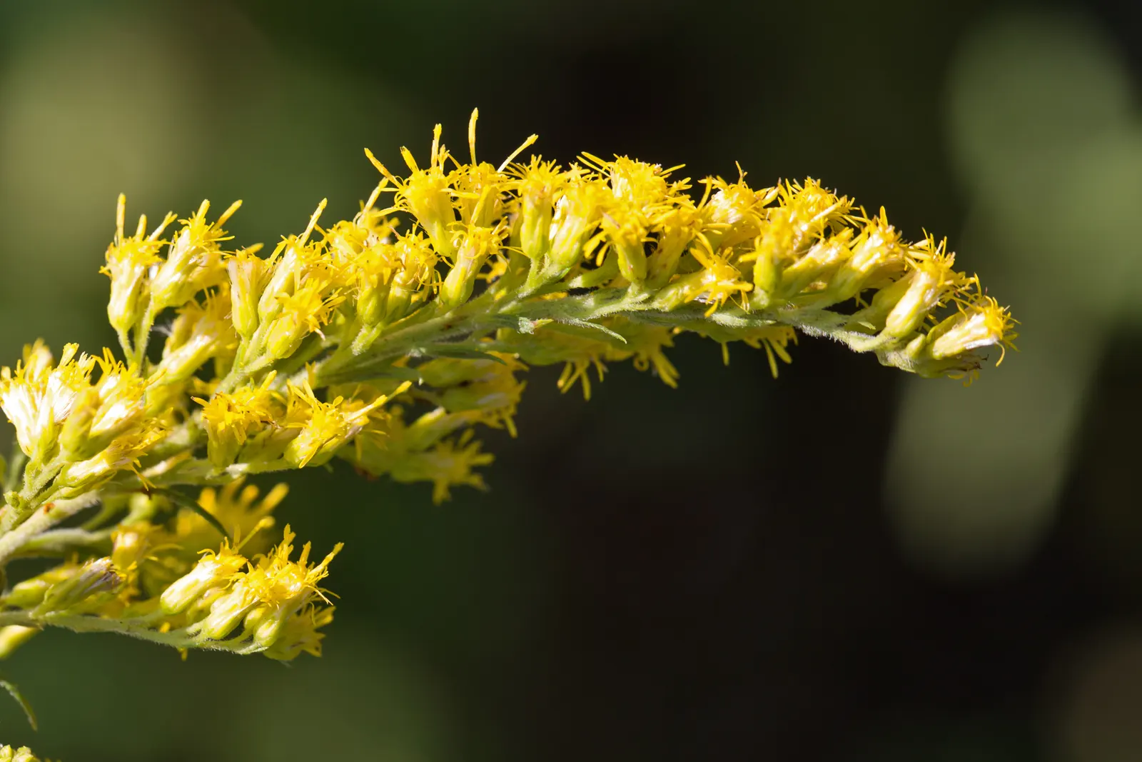 Canadian Goldenrod (Solidago Altissima) — although size can vary depending on growing conditions.<br><br>As a landscape architect; solidago, image 130
