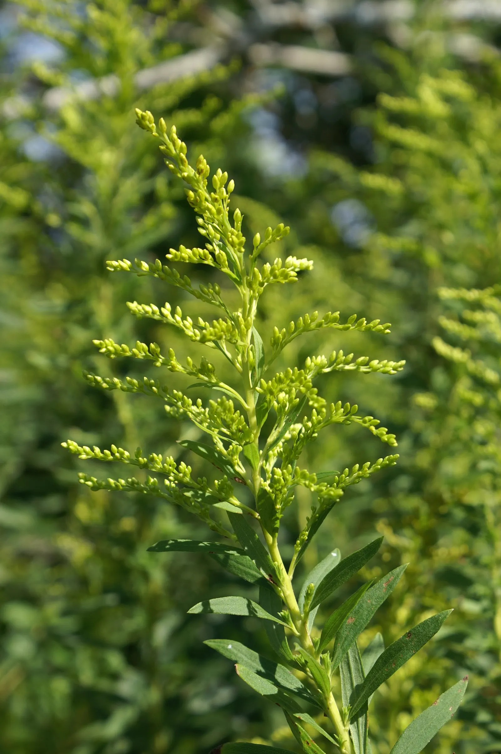 Canadian Goldenrod (Solidago Altissima) — perennial for full or half; goldenrods are not a significant allergen; their pollen is too heavy and, image 72