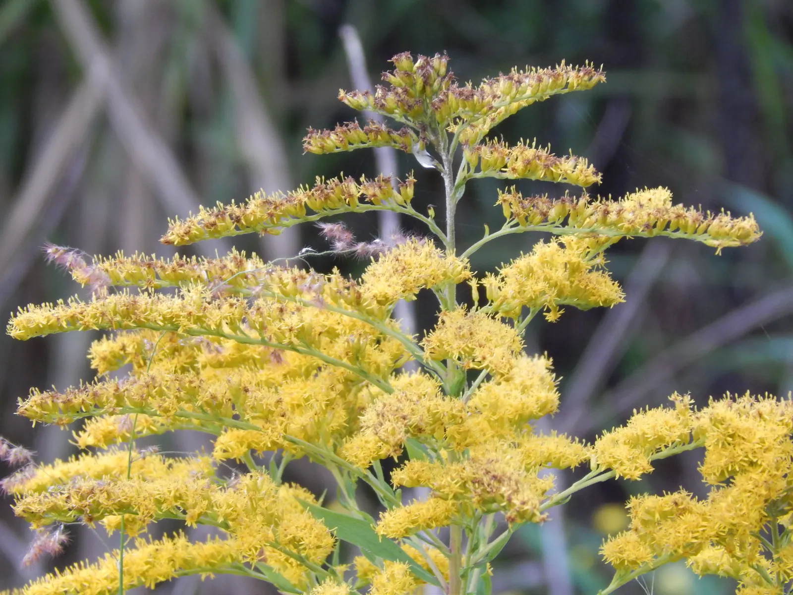 Canadian Goldenrod (Solidago Altissima) — perennial with gold and yellow blooms; provide a lush backdrop for the numerous tiny, image 119