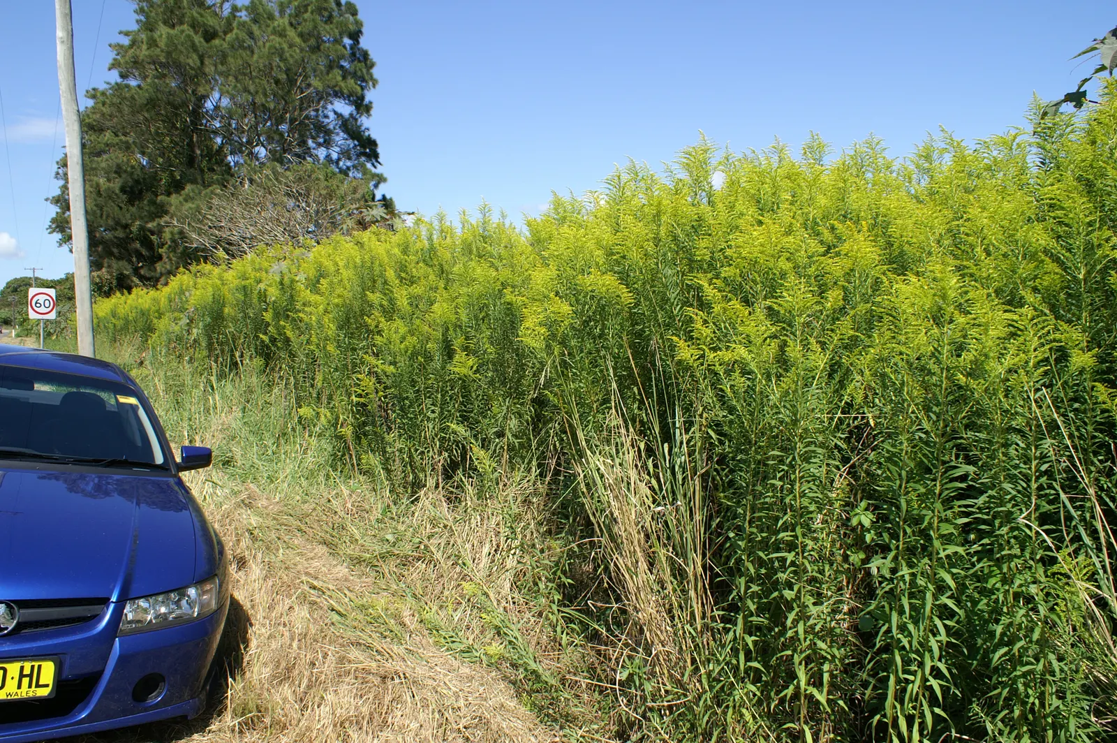 Canadian Goldenrod (Solidago Altissima) — Solidago altissima is a valuable plant for pollinators