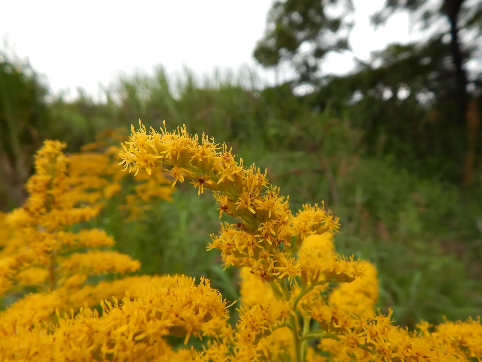 Canadian Goldenrod (Solidago Altissima) — with a typical height ranging from 2 to 6 feet and a spread of 2 to 4 feet; perfect for wildflower meadows, image 105