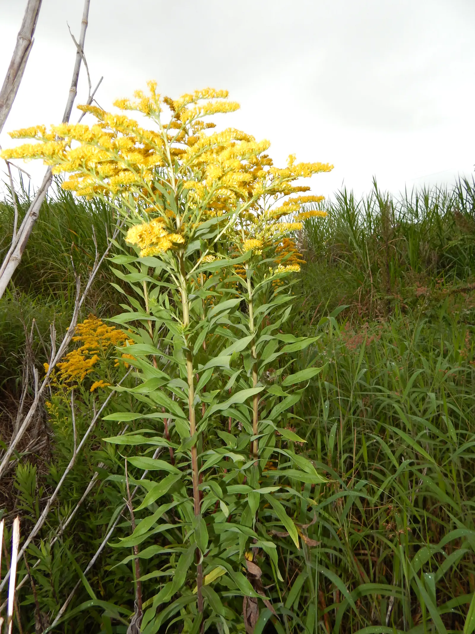 Canadian Goldenrod (Solidago Altissima) — plume-like flower clusters; canadian Goldenrod (Solidago altissima) is a hardy, image 124