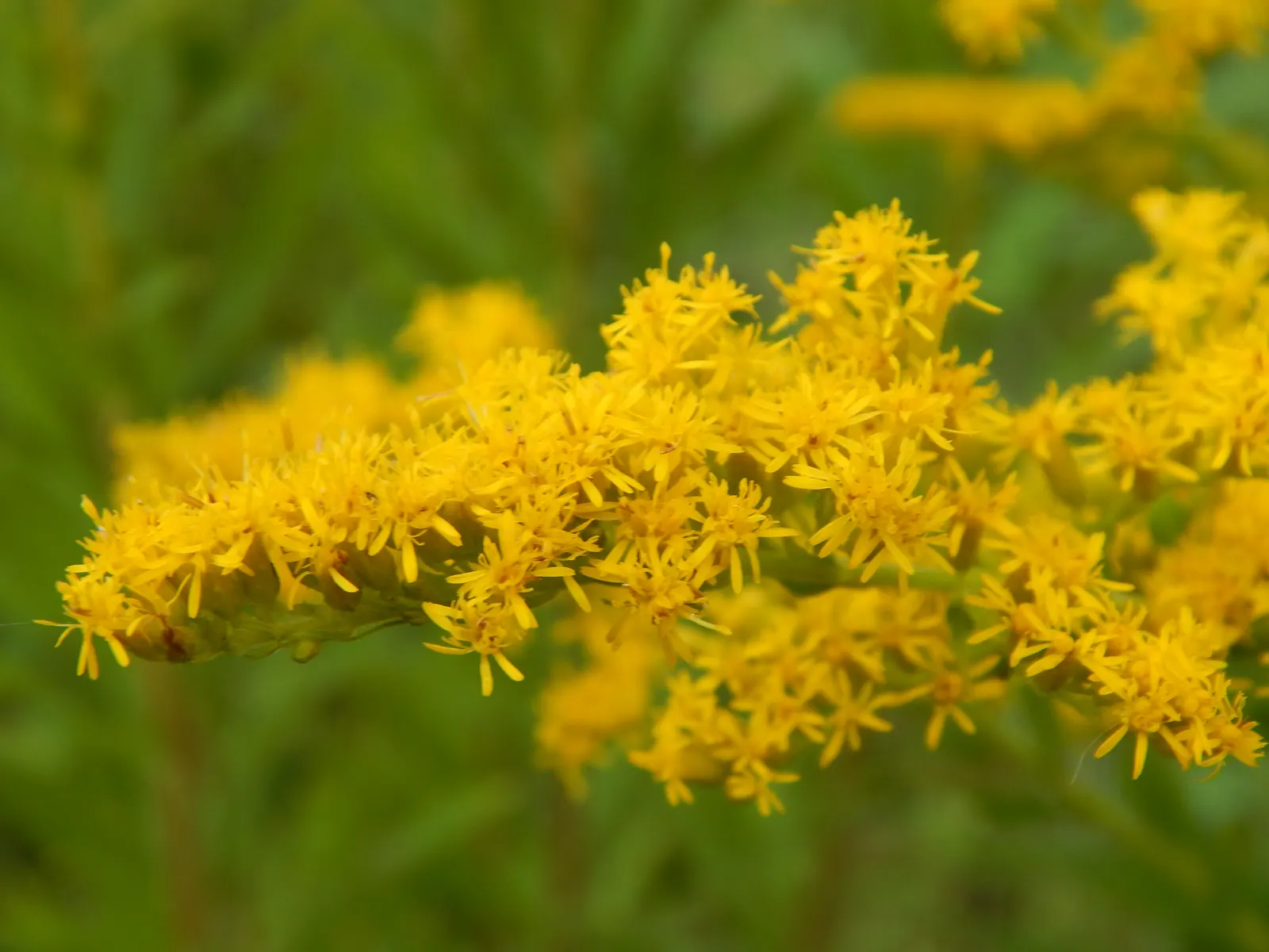 Canadian Goldenrod (Solidago Altissima) — herbaceous perennial known for its towering stems; you'll find Solidago altissima a versatile addition to, image 74