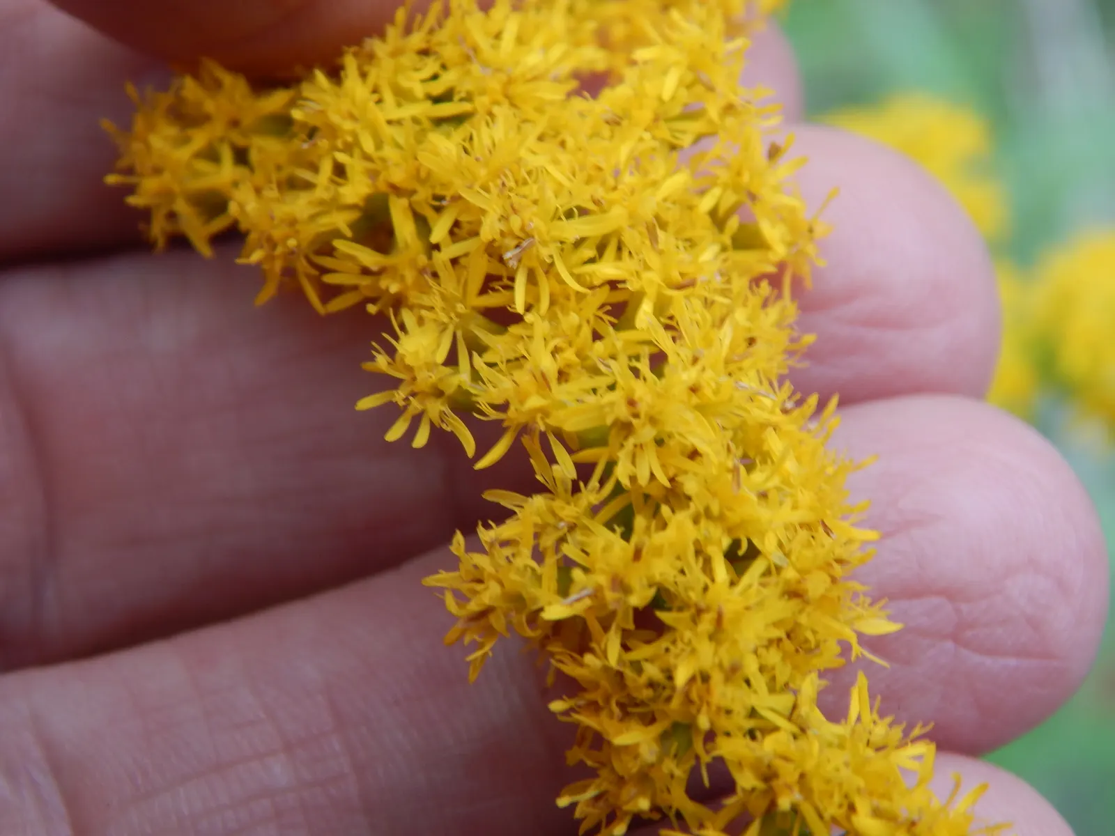 Canadian Goldenrod (Solidago Altissima) — This late-summer bloomer attracts pollinators and is ideal for naturalized areas