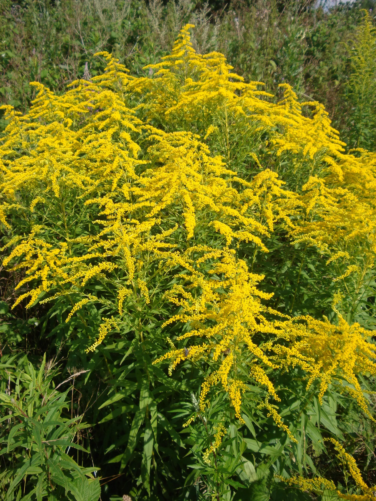 Canadian Goldenrod (Solidago Altissima) — gold and yellow flowers in the garden; offering a burst of color and vertical interest to any landscape, image 94