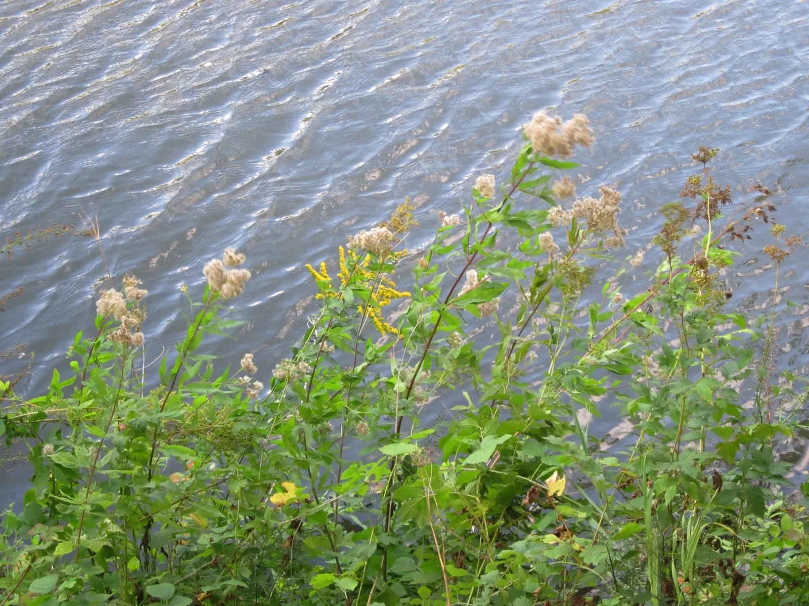 Canadian Goldenrod (Solidago Altissima) — plume-like flower clusters; canadian Goldenrod (Solidago altissima) is a hardy, image 76