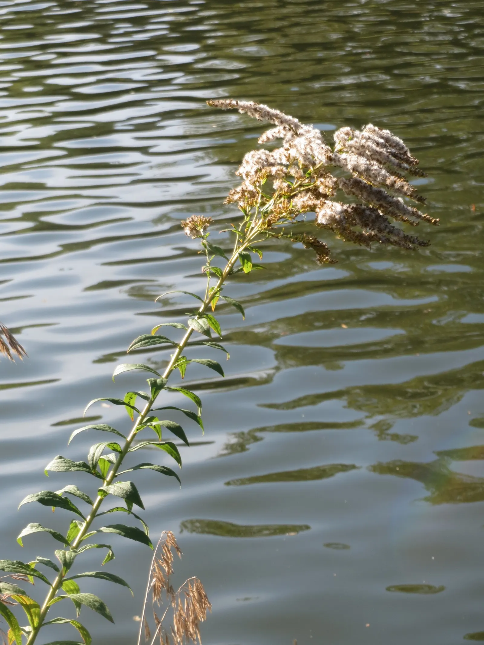 Canadian Goldenrod (Solidago Altissima) — provide a lush backdrop for the numerous tiny; perennial with gold and yellow blooms, image 86