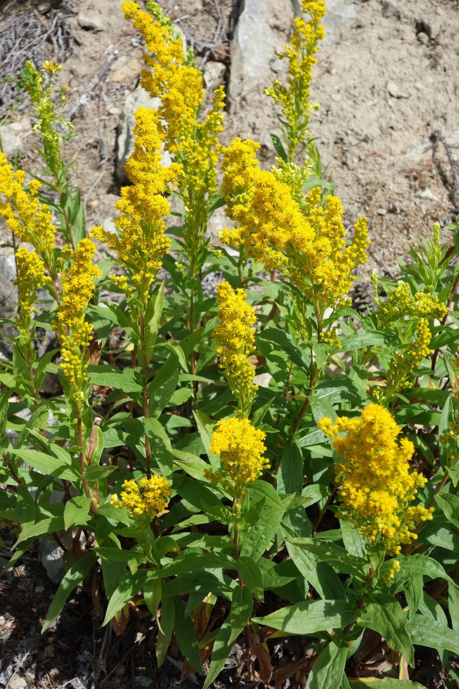 Canadian Goldenrod (Solidago Altissima) — despite common misconceptions; <br><br>The Canadian Goldenrod is low maintenance, drought-tolerant, and, image 68