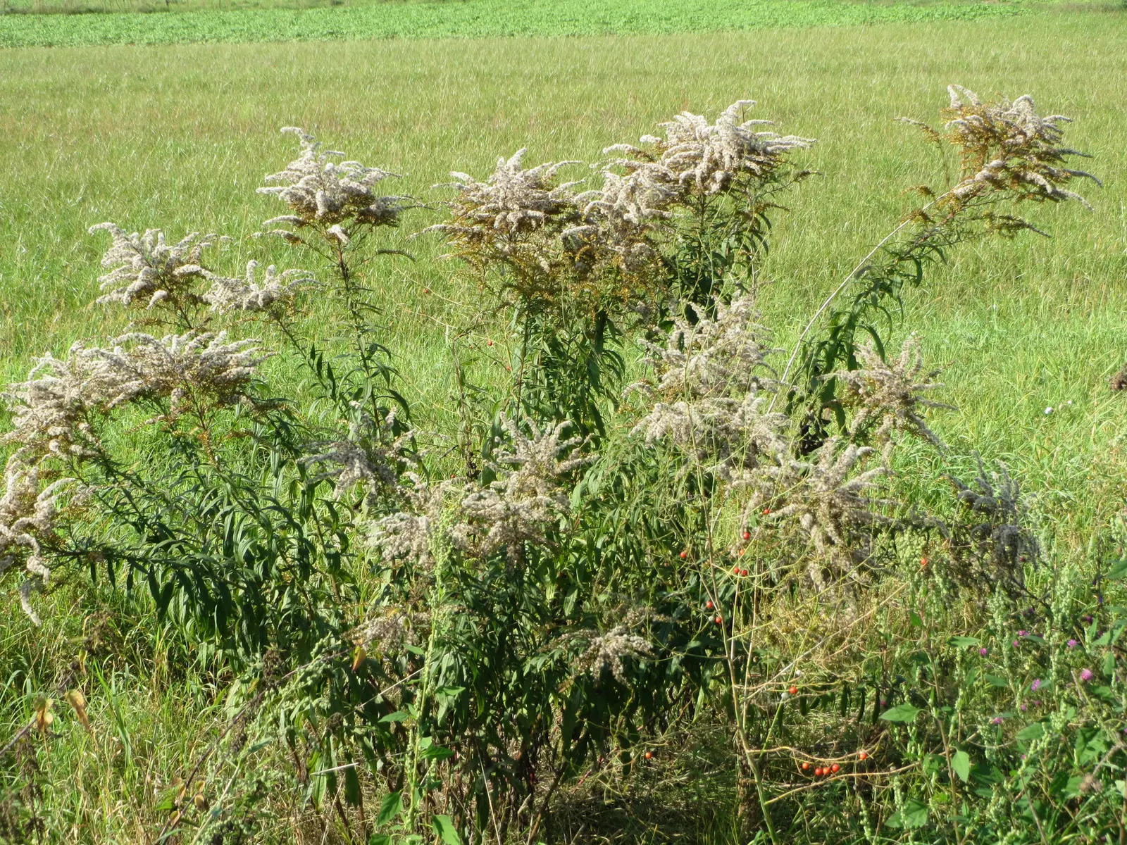 Canadian Goldenrod (Solidago Altissima) — Canadian Goldenrod (Solidago altissima) is a hardy; plume-like flower clusters, image 145