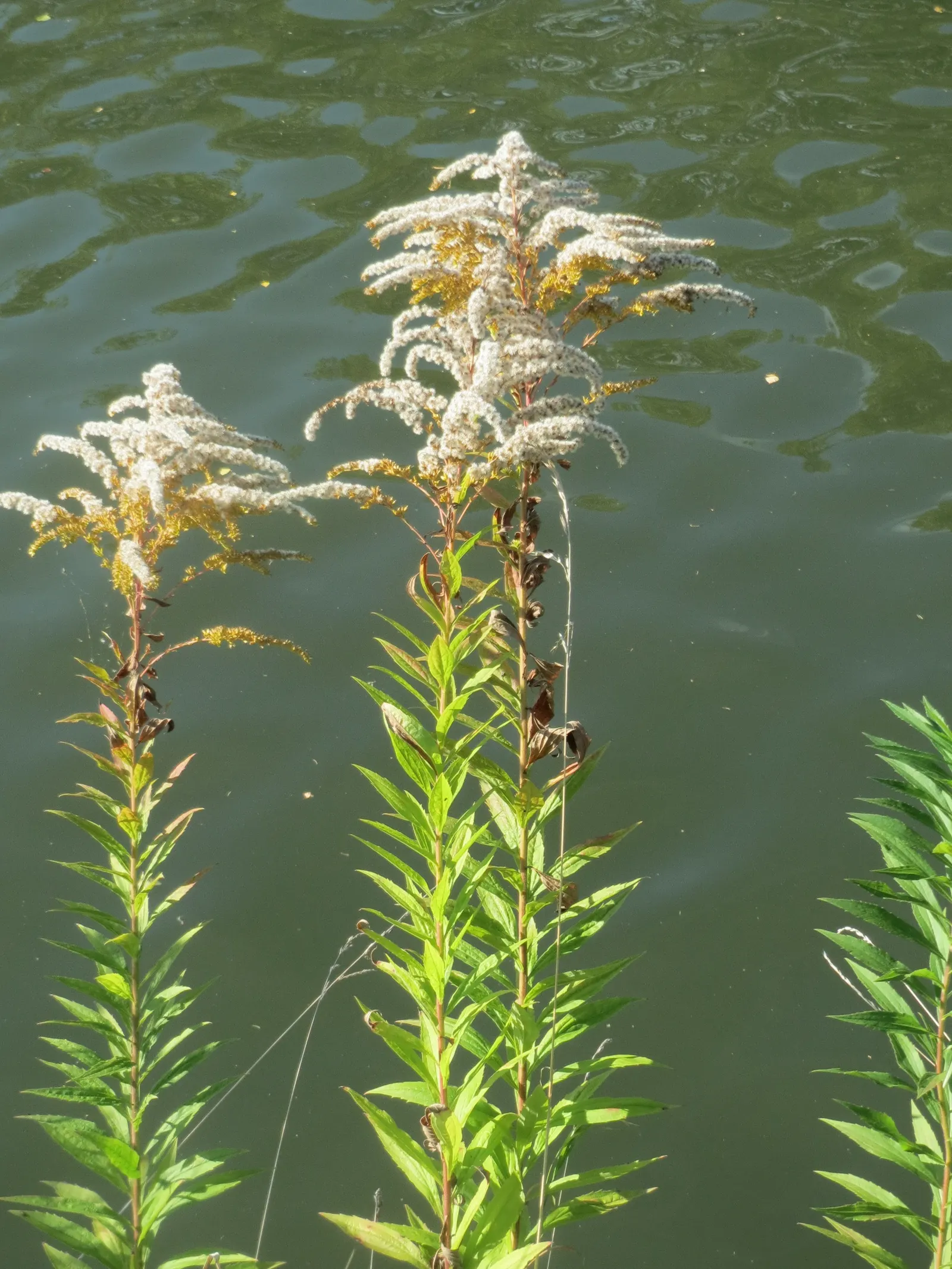 Canadian Goldenrod (Solidago Altissima) — with a typical height ranging from 2 to 6 feet and a spread of 2 to 4 feet; perfect for wildflower meadows, image 81