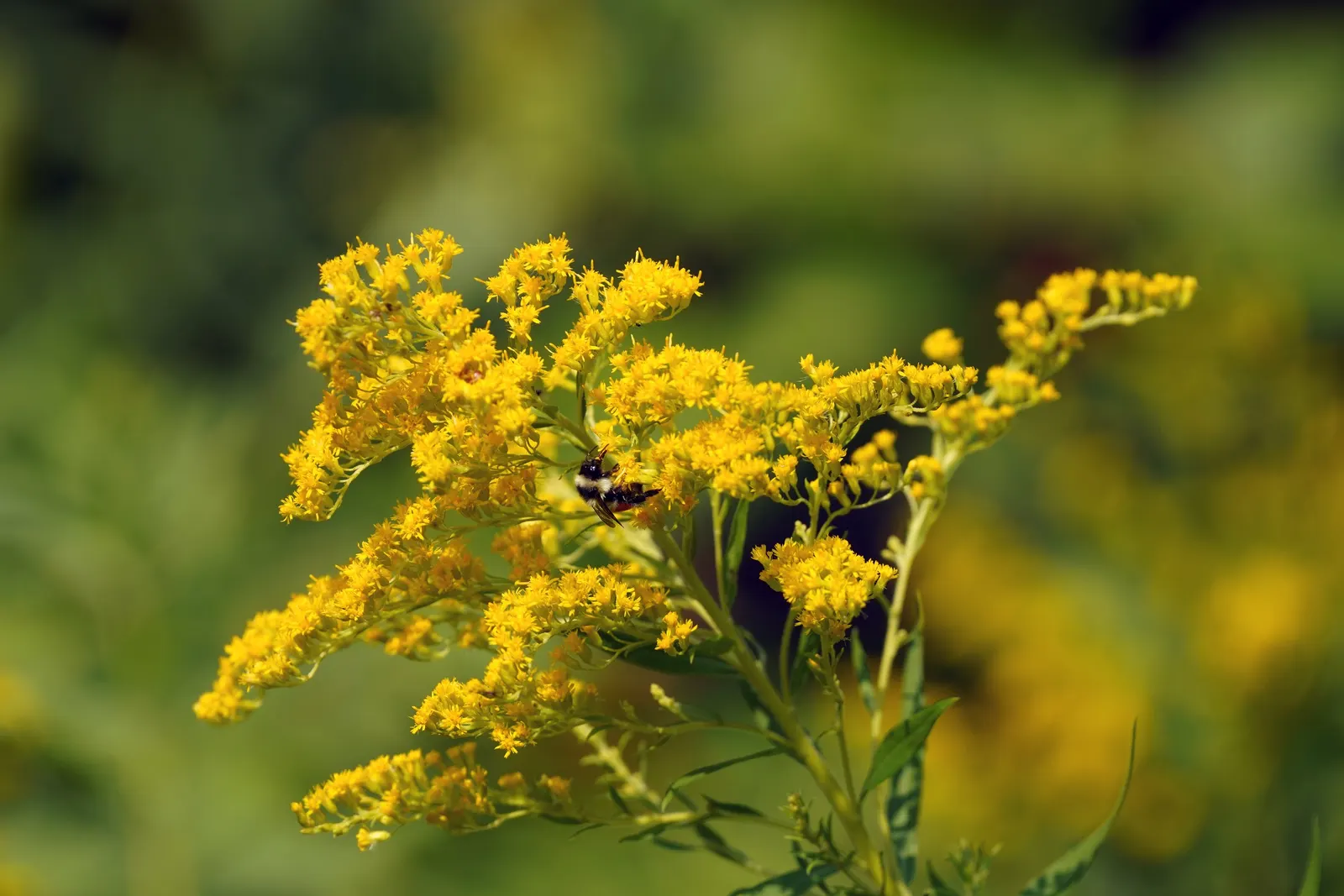 Canadian Goldenrod (Solidago Altissima) — It prefers well-drained soils but is adaptable to a range of soil types