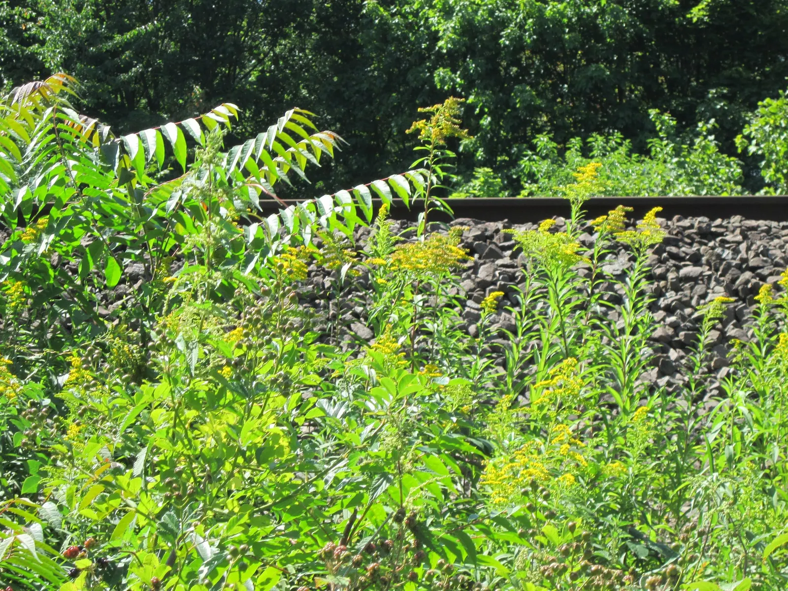 Canadian Goldenrod (Solidago Altissima) — Thriving in USDA Zones 3-9, it requires full sun to partial shade and well-drained soil; this North, image 149
