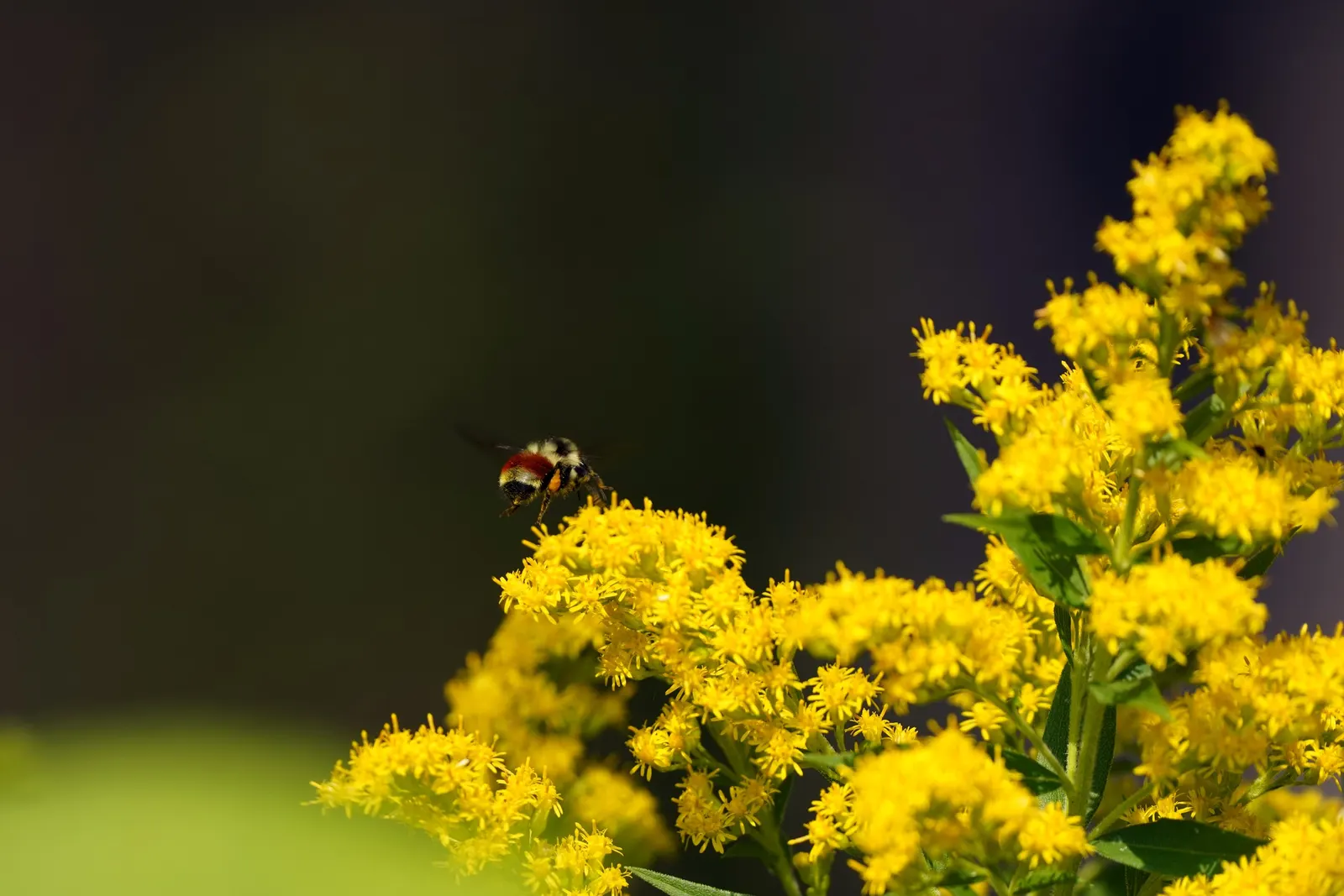 Canadian Goldenrod (Solidago Altissima) — Canadian Goldenrod (Solidago altissima) is a hardy; plume-like flower clusters