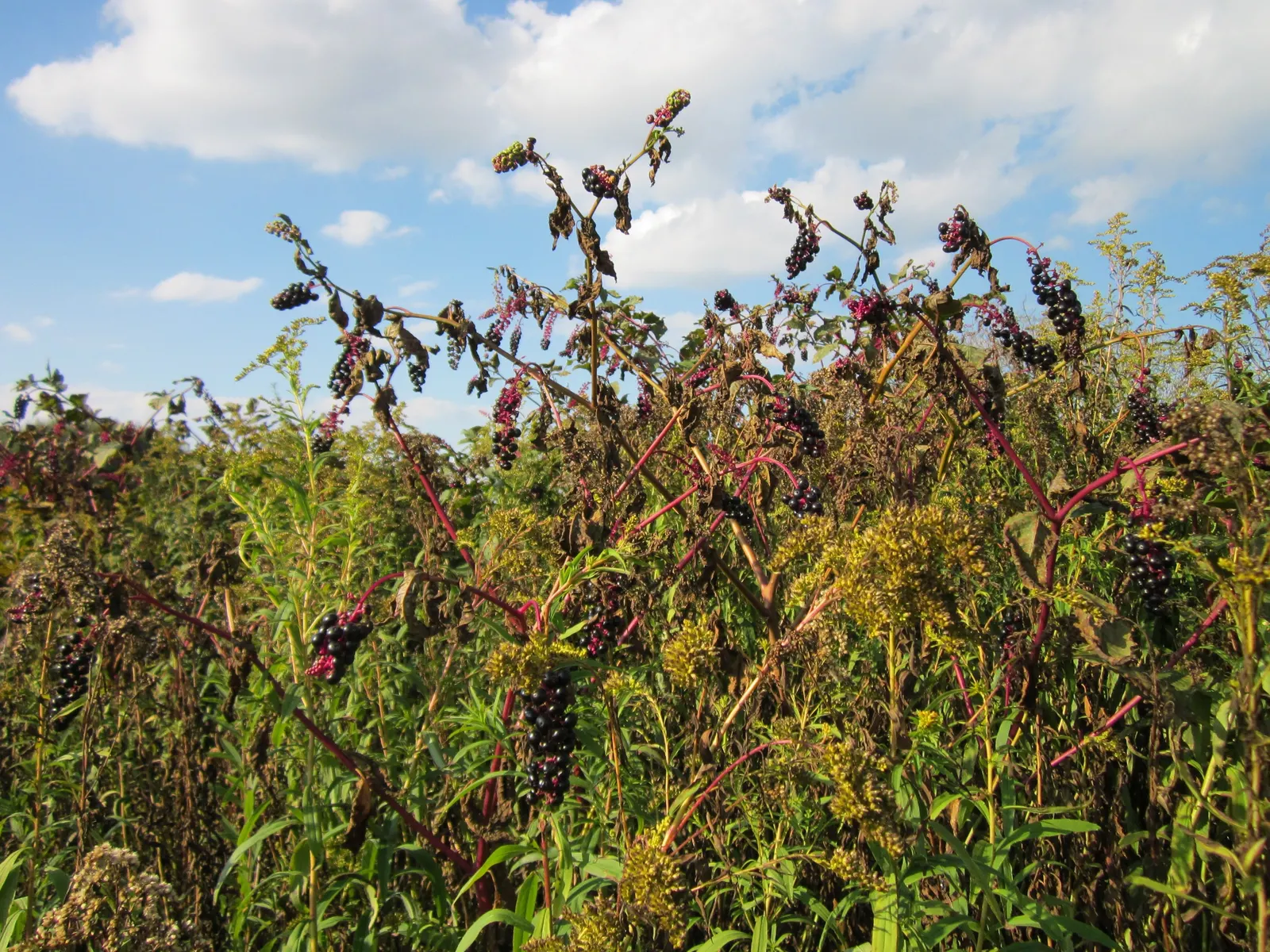 Canadian Goldenrod (Solidago Altissima) — perfect for wildflower meadows
