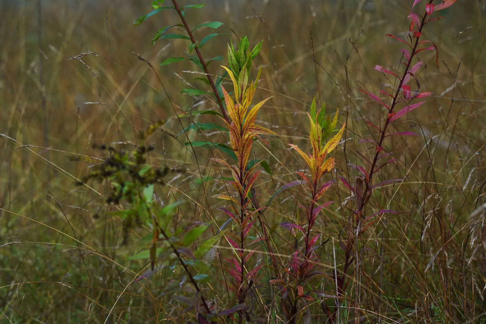 Canadian Goldenrod (Solidago Altissima) — <br><br>The Canadian Goldenrod is low maintenance, drought-tolerant, and thrives in full sun to partial, image 89