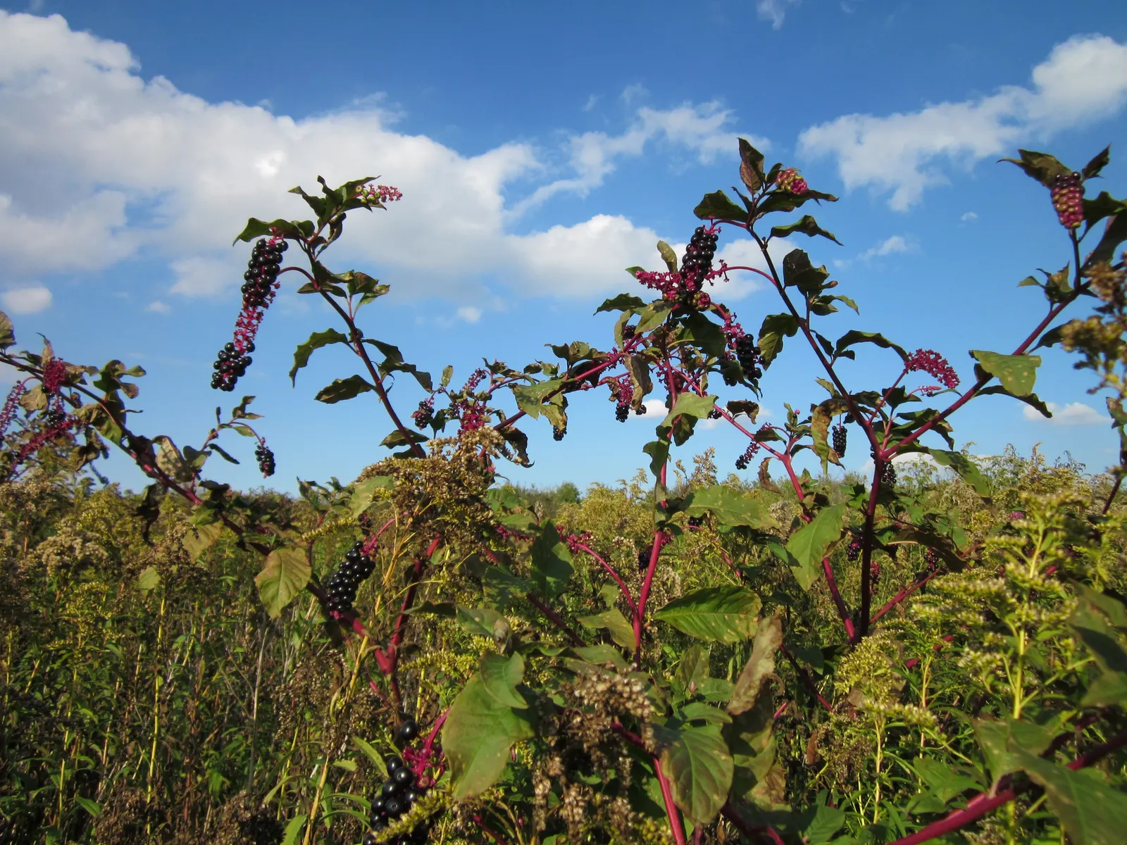 Canadian Goldenrod (Solidago Altissima) — perfect for wildflower meadows; with a typical height ranging from 2 to 6 feet and a spread of 2 to 4 feet, image 156
