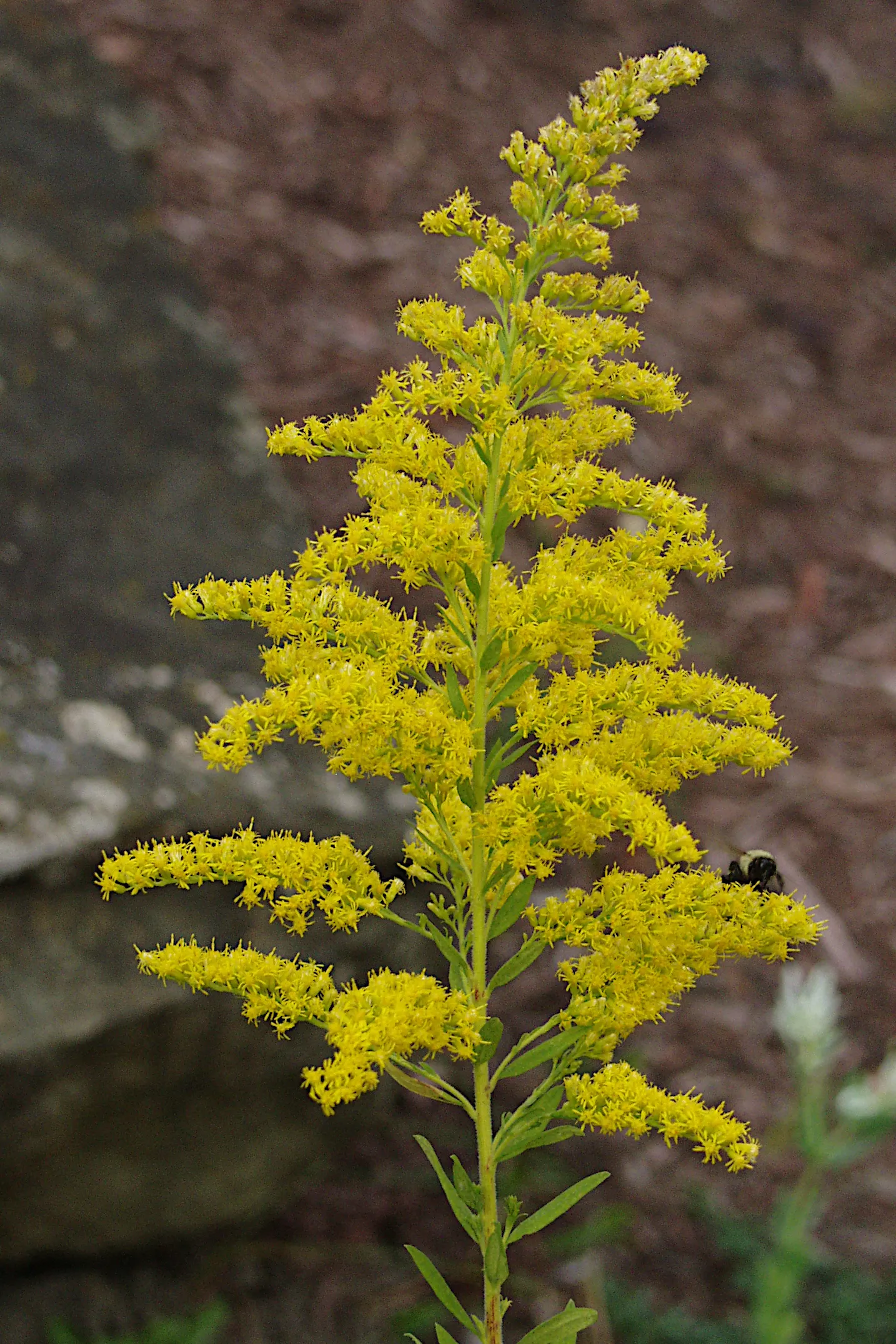 Canadian Goldenrod (Solidago Altissima) — It prefers well-drained soils but is adaptable to a range of soil types; with heights up to 7 feet, image 162