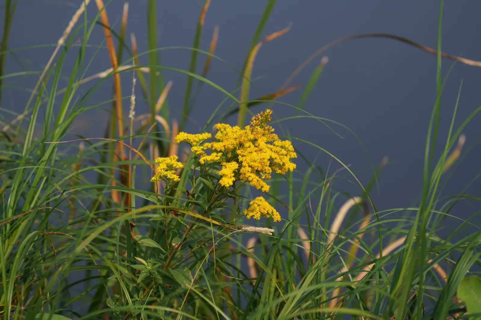 Canadian Goldenrod (Solidago Altissima) — with heights up to 7 feet; it prefers well-drained soils but is adaptable to a range of soil types, image 75