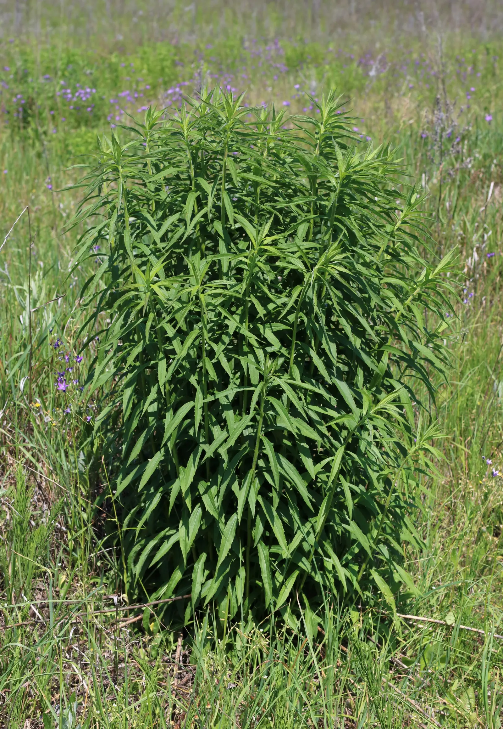Canadian Goldenrod (Solidago Altissima) — with heights up to 7 feet; it prefers well-drained soils but is adaptable to a range of soil types, image 123