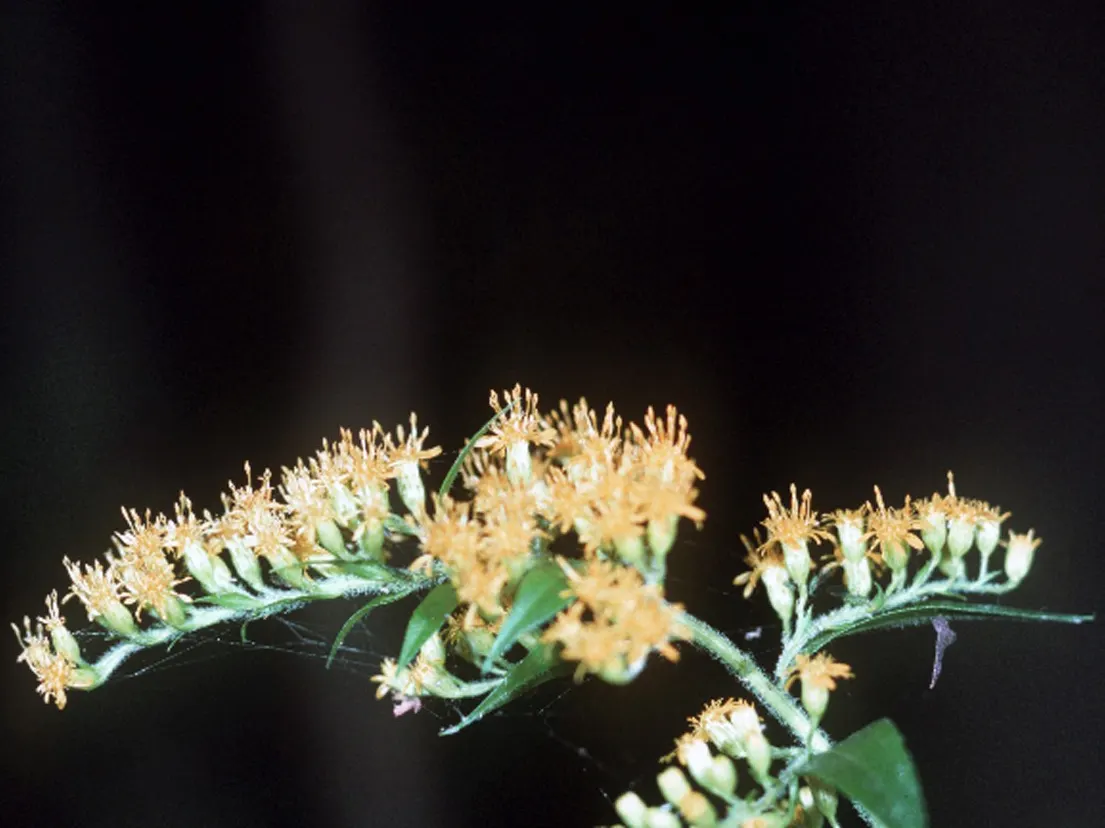 Canadian Goldenrod (Solidago Altissima) — although size can vary depending on growing conditions.<br><br>As a landscape architect; solidago altissima is a