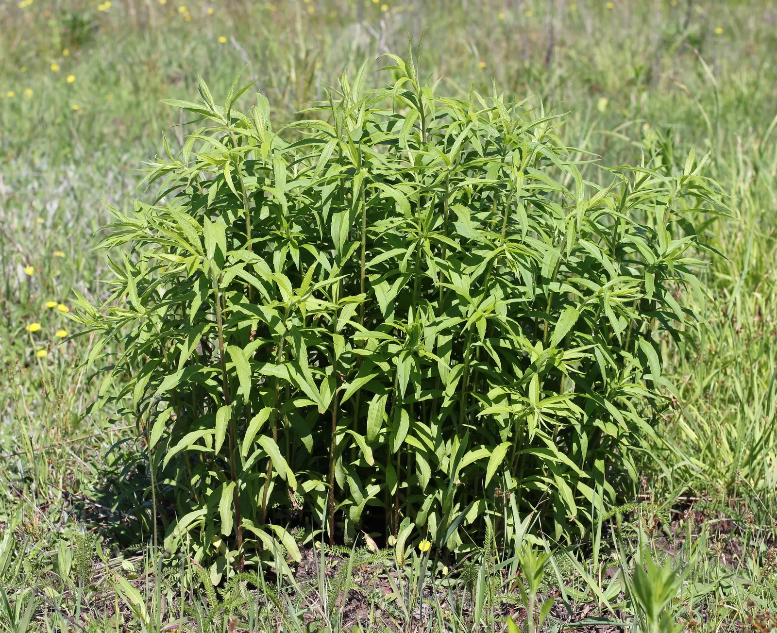 Canadian Goldenrod (Solidago Altissima) — provide a lush backdrop for the numerous tiny; perennial with gold and yellow blooms, image 134