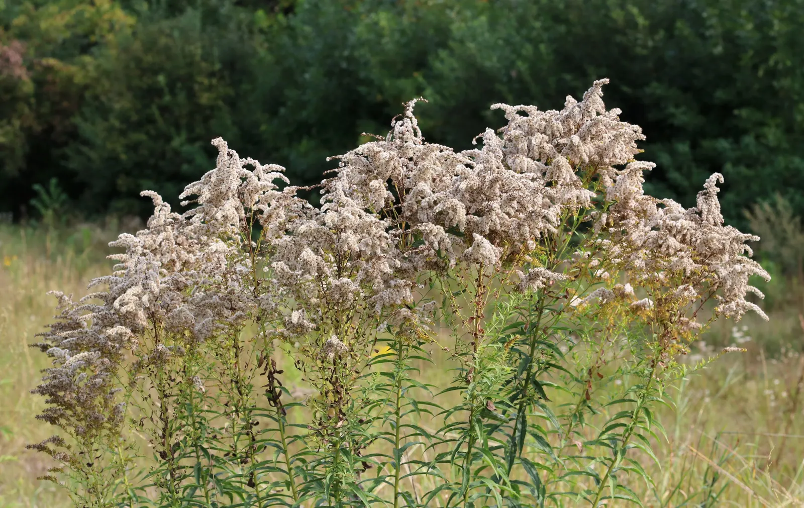 Canadian Goldenrod (Solidago Altissima) — which can grow up to 4 inches long