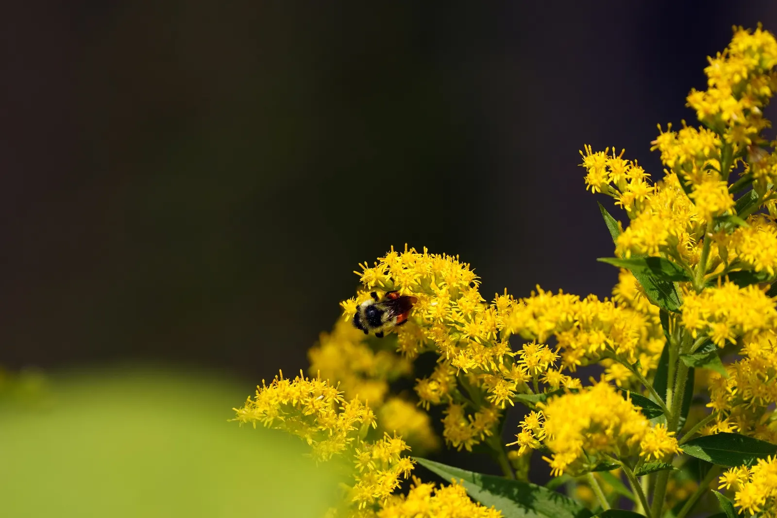 Canadian Goldenrod (Solidago Altissima) — perfect for wildflower meadows; with a typical height ranging from 2 to 6 feet and a spread of 2 to 4 feet