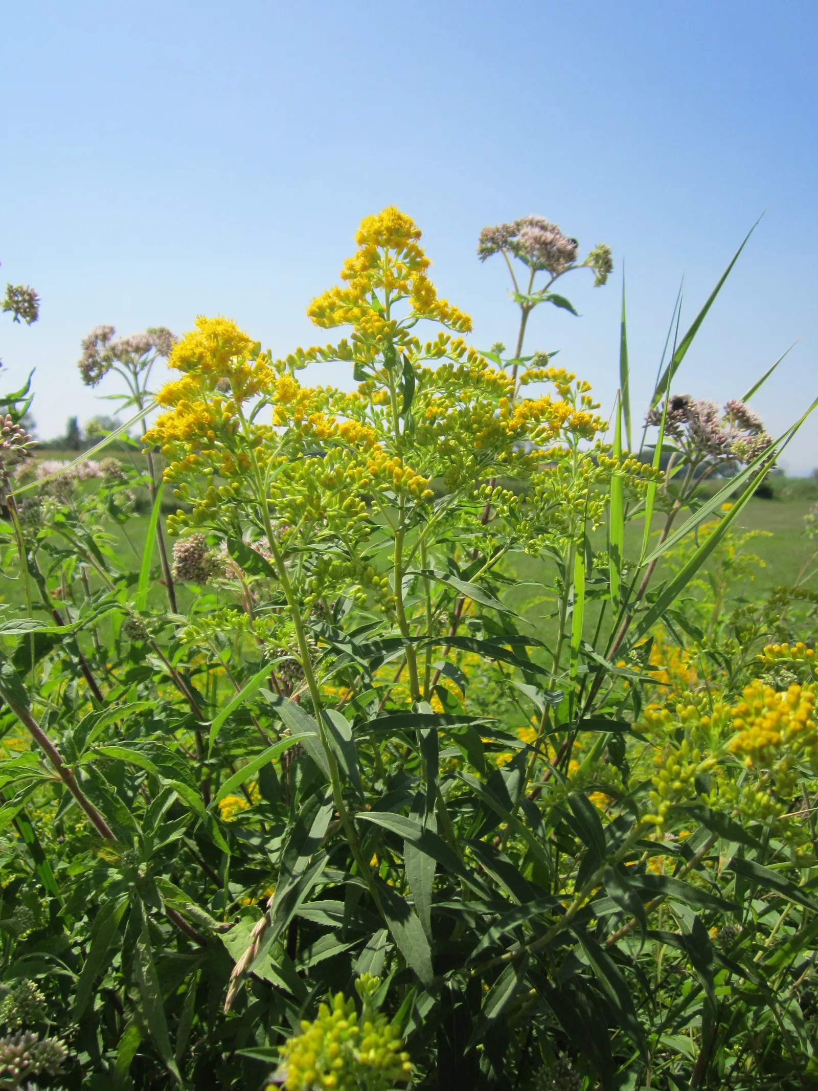 Canadian Goldenrod (Solidago Altissima) — which can grow up to 4 inches long; pyramidal panicles atop stiff, image 133