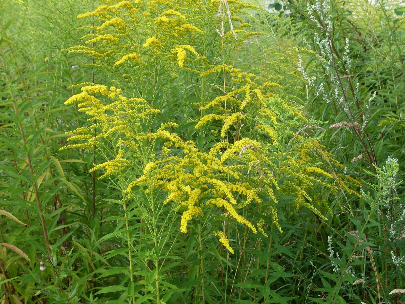 Canadian Goldenrod (Solidago Altissima) — which can grow up to 4 inches long; pyramidal panicles atop stiff, image 85