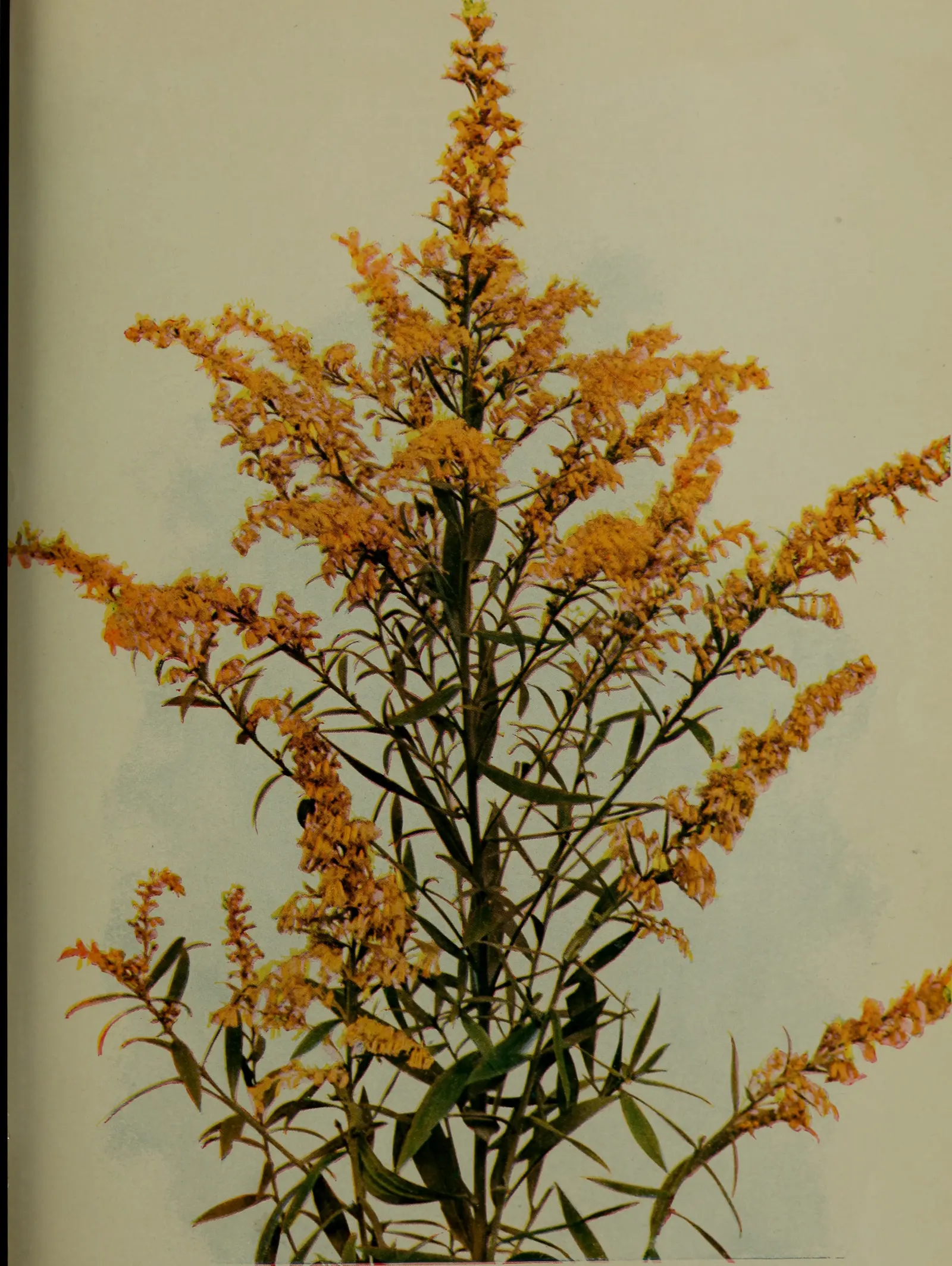 Canadian Goldenrod (Solidago Altissima) — provide a lush backdrop for the numerous tiny; perennial with gold and yellow blooms, image 110