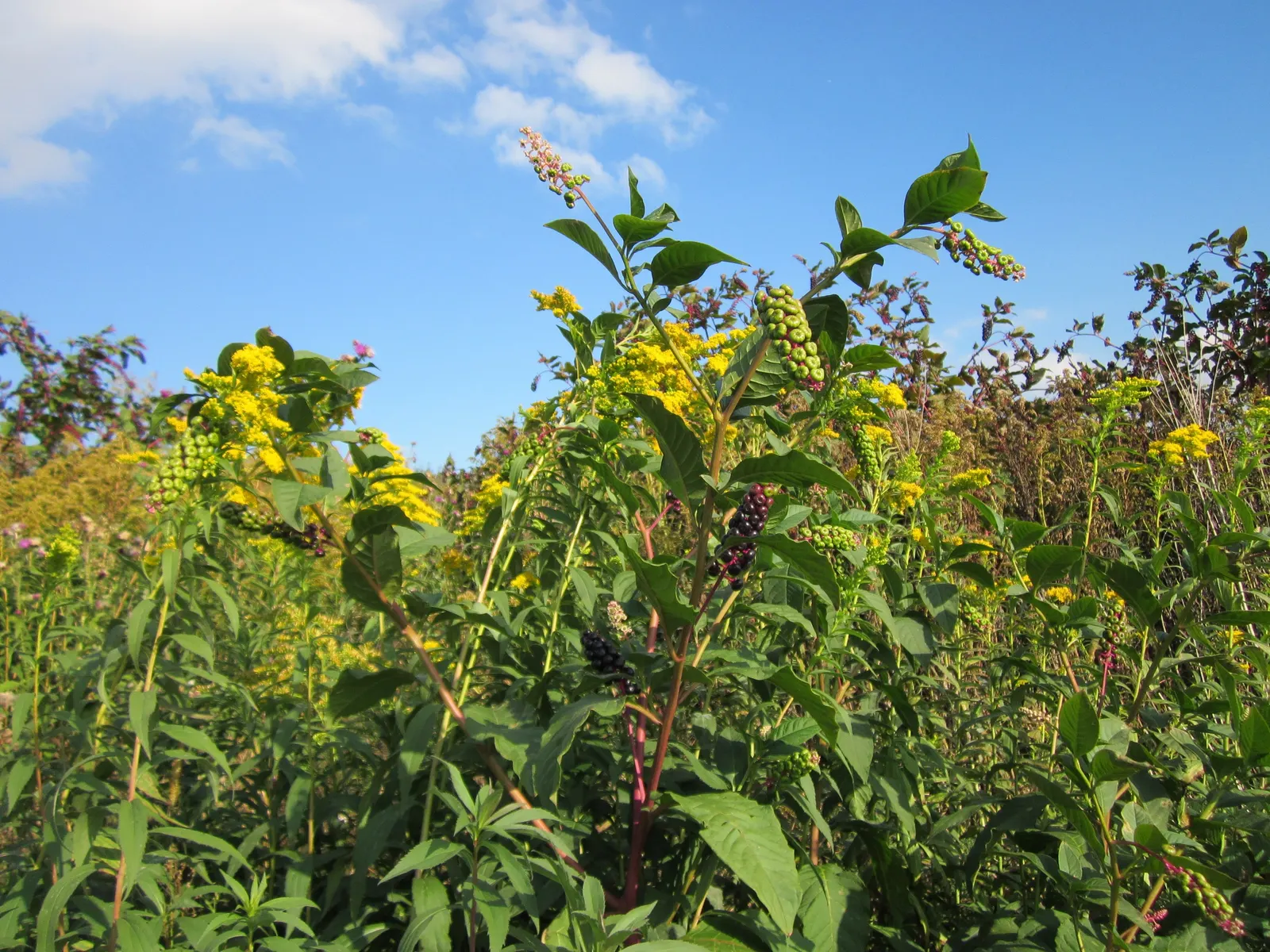 Canadian Goldenrod (Solidago Altissima) — This North American native stands tall and erect; thriving in USDA Zones 3-9, it requires full sun to partial shade