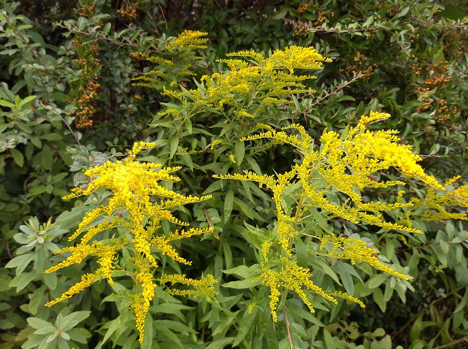 Canadian Goldenrod (Solidago Altissima) — star-shaped flowers that form crowded; this late-summer bloomer attracts pollinators and is ideal for, image 135