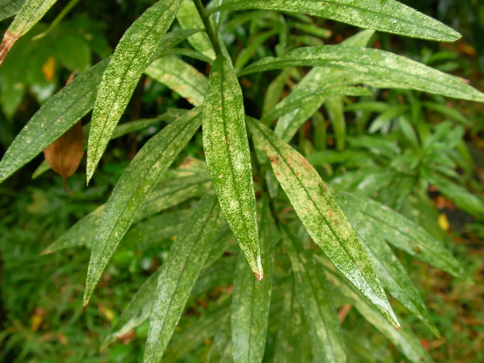 Canadian Goldenrod (Solidago Altissima) — Thriving in USDA Zones 3-9, it requires full sun to partial shade and well-drained soil; this North, image 53