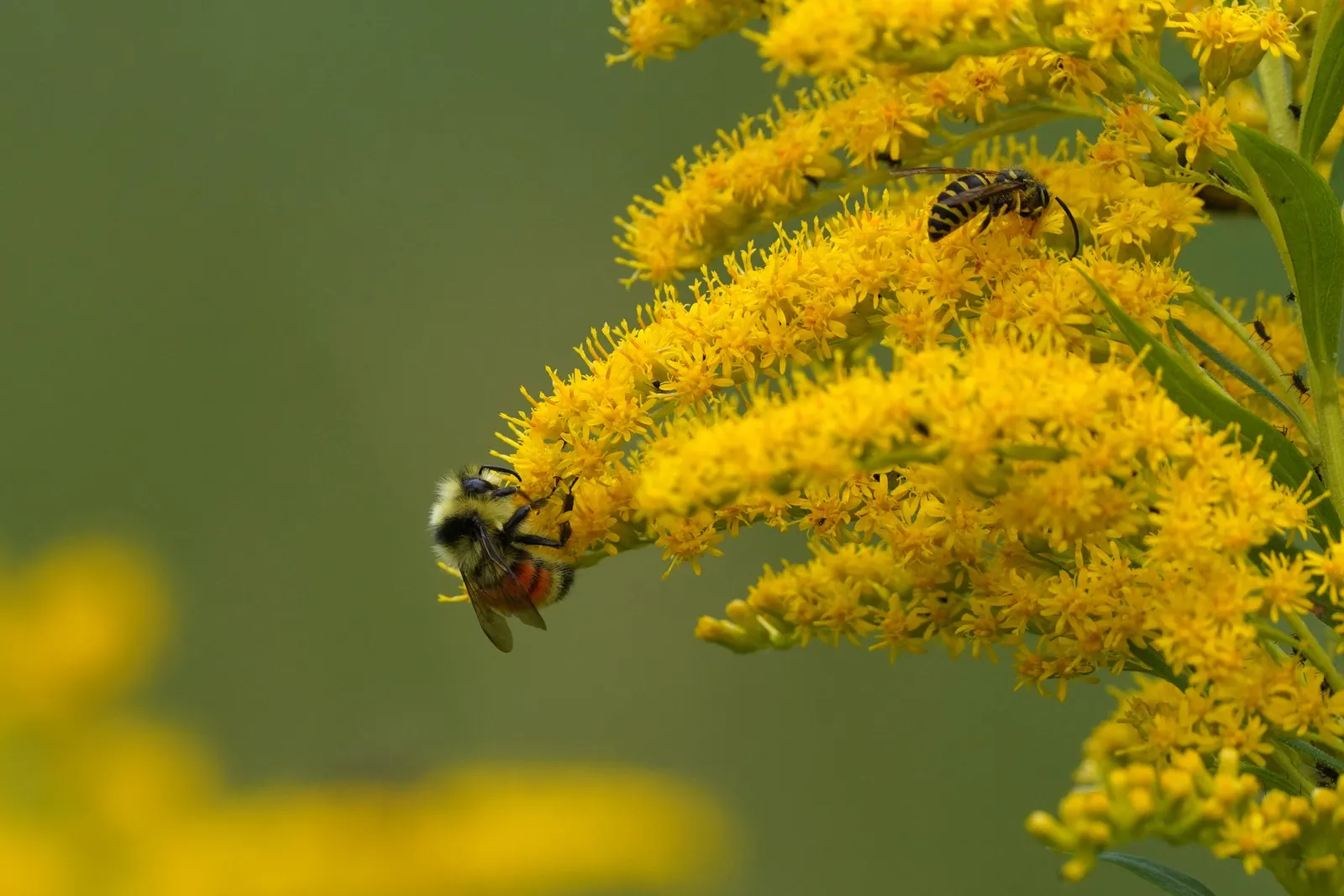 Canadian Goldenrod (Solidago Altissima) — star-shaped flowers that form crowded; this late-summer bloomer attracts pollinators and is ideal for, image 63