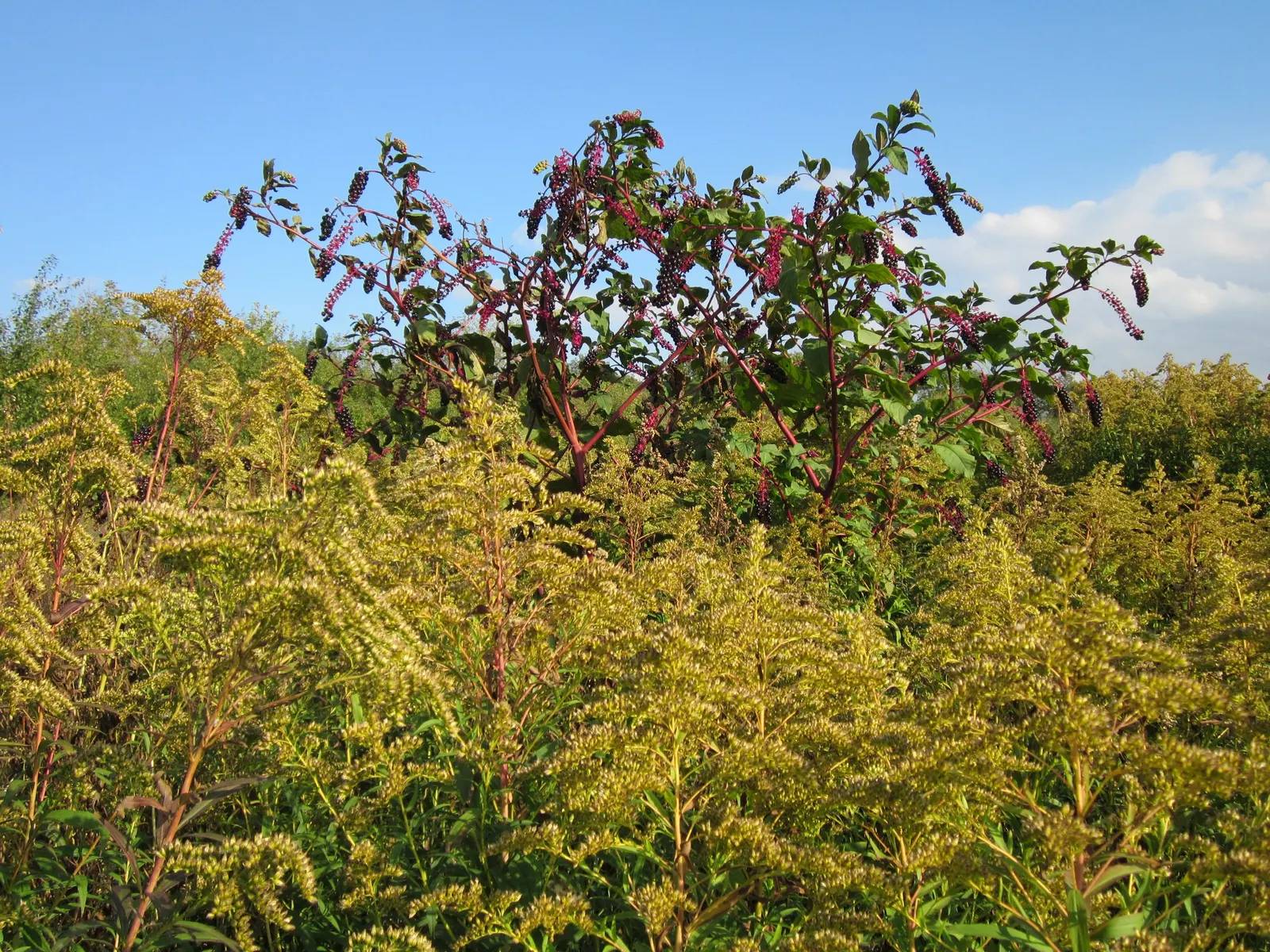Canadian Goldenrod (Solidago Altissima) — perennial for full or half; goldenrods are not a significant allergen; their pollen is too heavy and, image 96