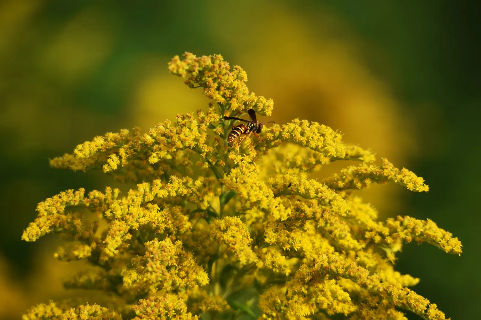 Canadian Goldenrod (Solidago Altissima) — despite common misconceptions; <br><br>The Canadian Goldenrod is low maintenance, drought-tolerant, and, image 140