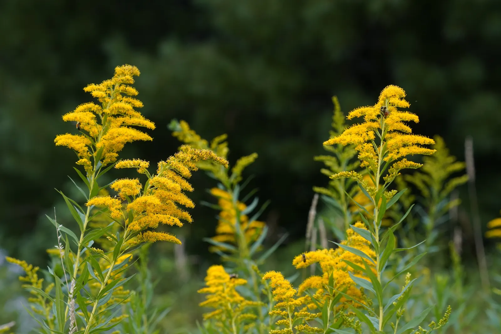 Canadian Goldenrod (Solidago Altissima) — perennial for full or half; goldenrods are not a significant allergen; their pollen is too heavy and, image 168