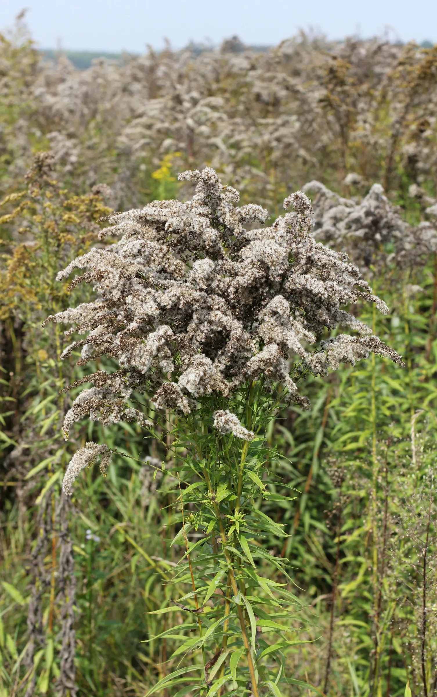 Canadian Goldenrod (Solidago Altissima) — which can grow up to 4 inches long; pyramidal panicles atop stiff