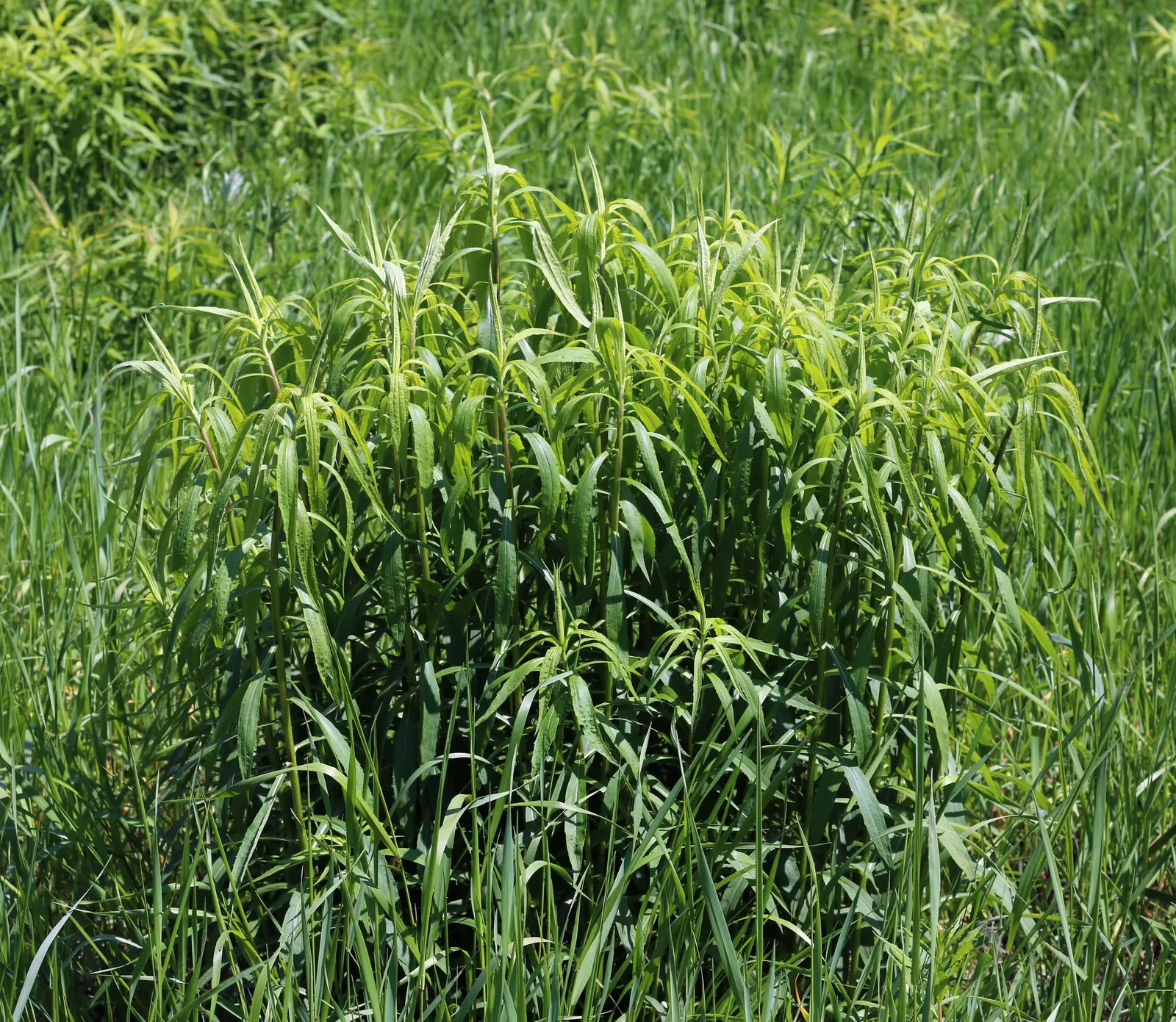 Canadian Goldenrod (Solidago Altissima) — you'll find Solidago altissima a versatile addition to your design; herbaceous perennial known for its, image 155