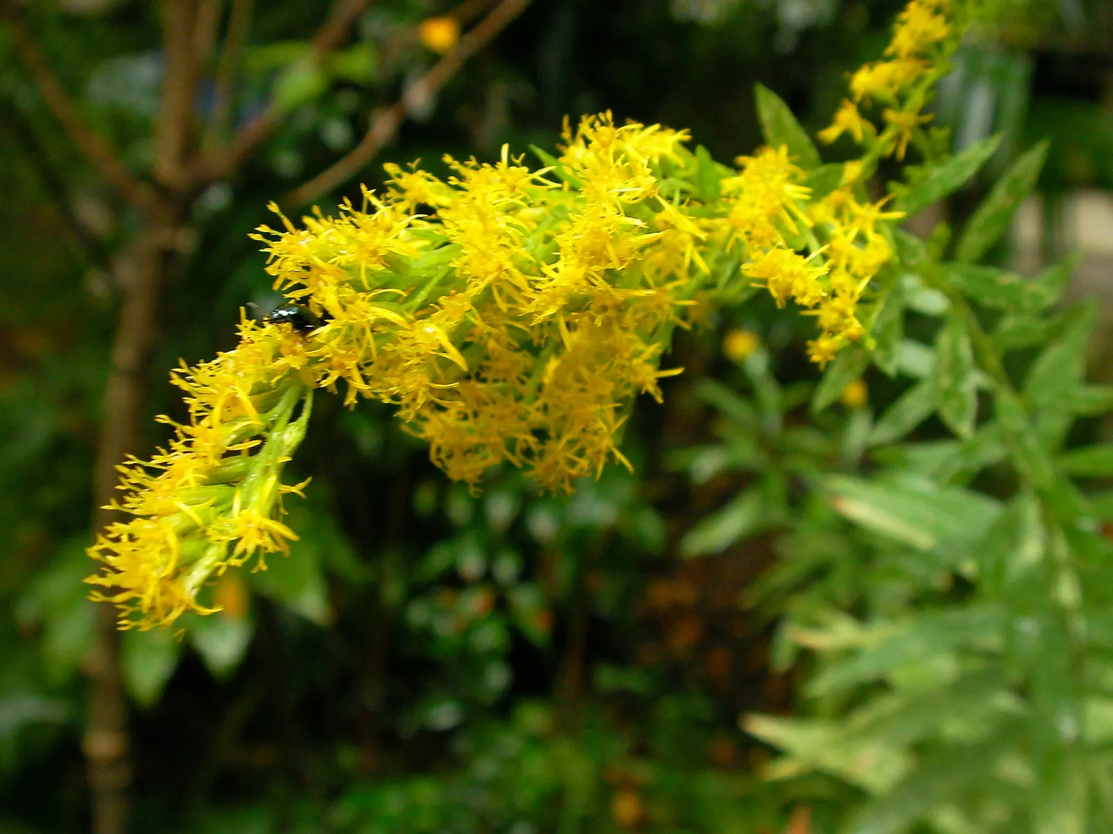 Canadian Goldenrod (Solidago Altissima) — pyramidal panicles atop stiff; which can grow up to 4 inches long, image 64